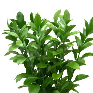 Extracto de Raíz de Ruscus Aculeatus