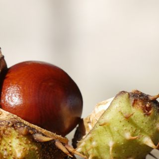 Extracto de Semillas de Aesculus Hippocastanum